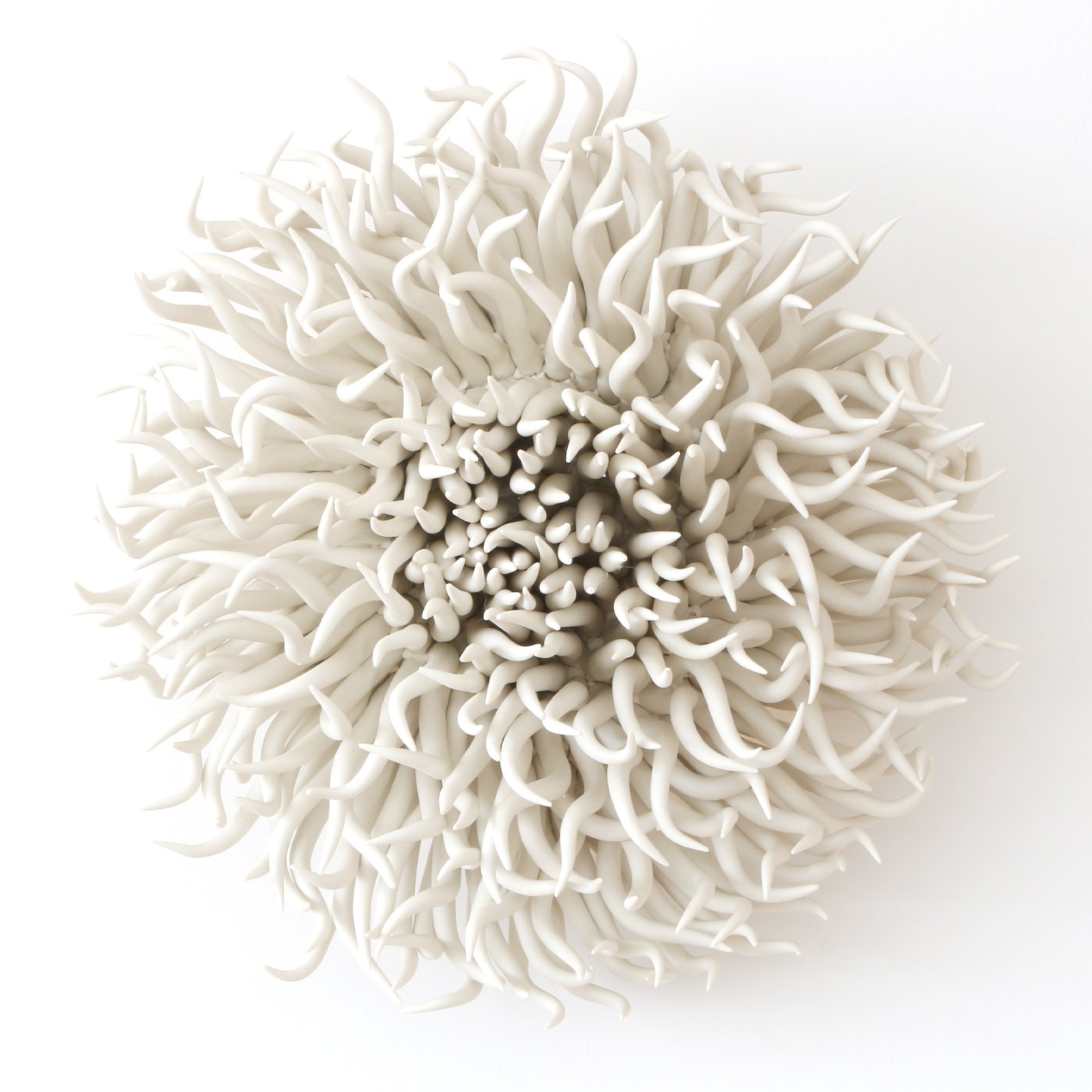 White Anemone #4
