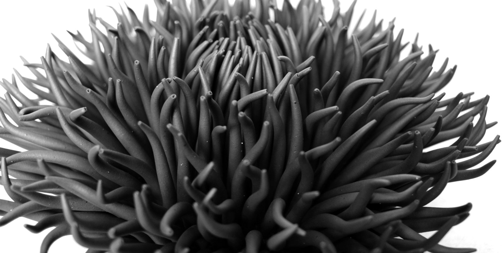 Black Anemone #1