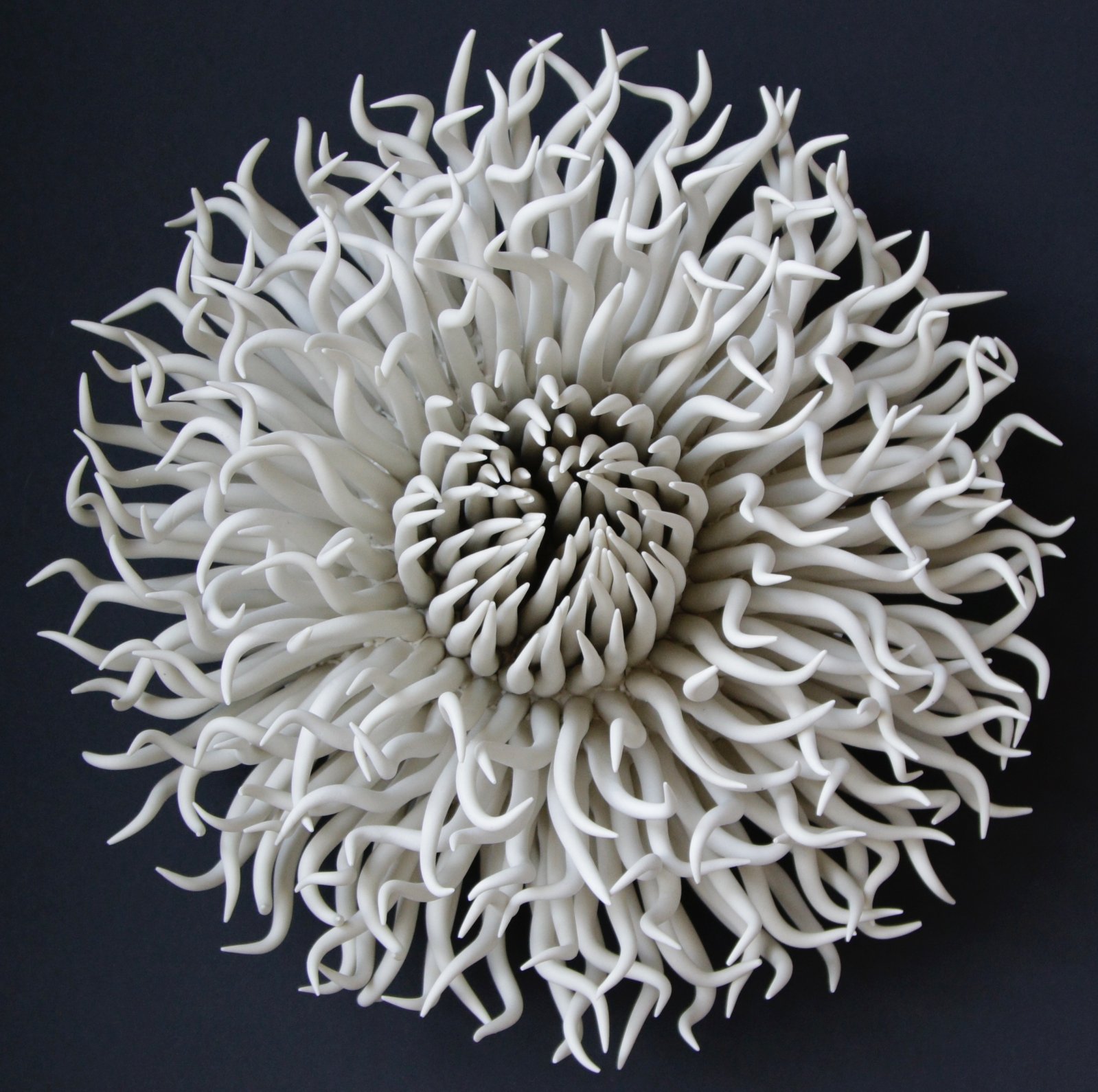 White Anemone #3