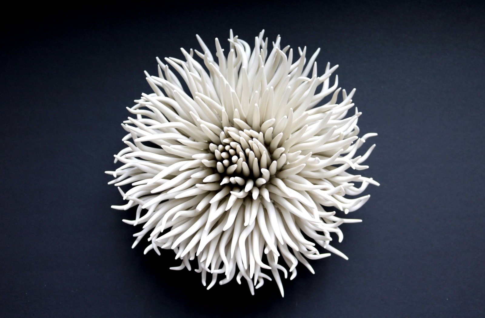 White Anemone #2
