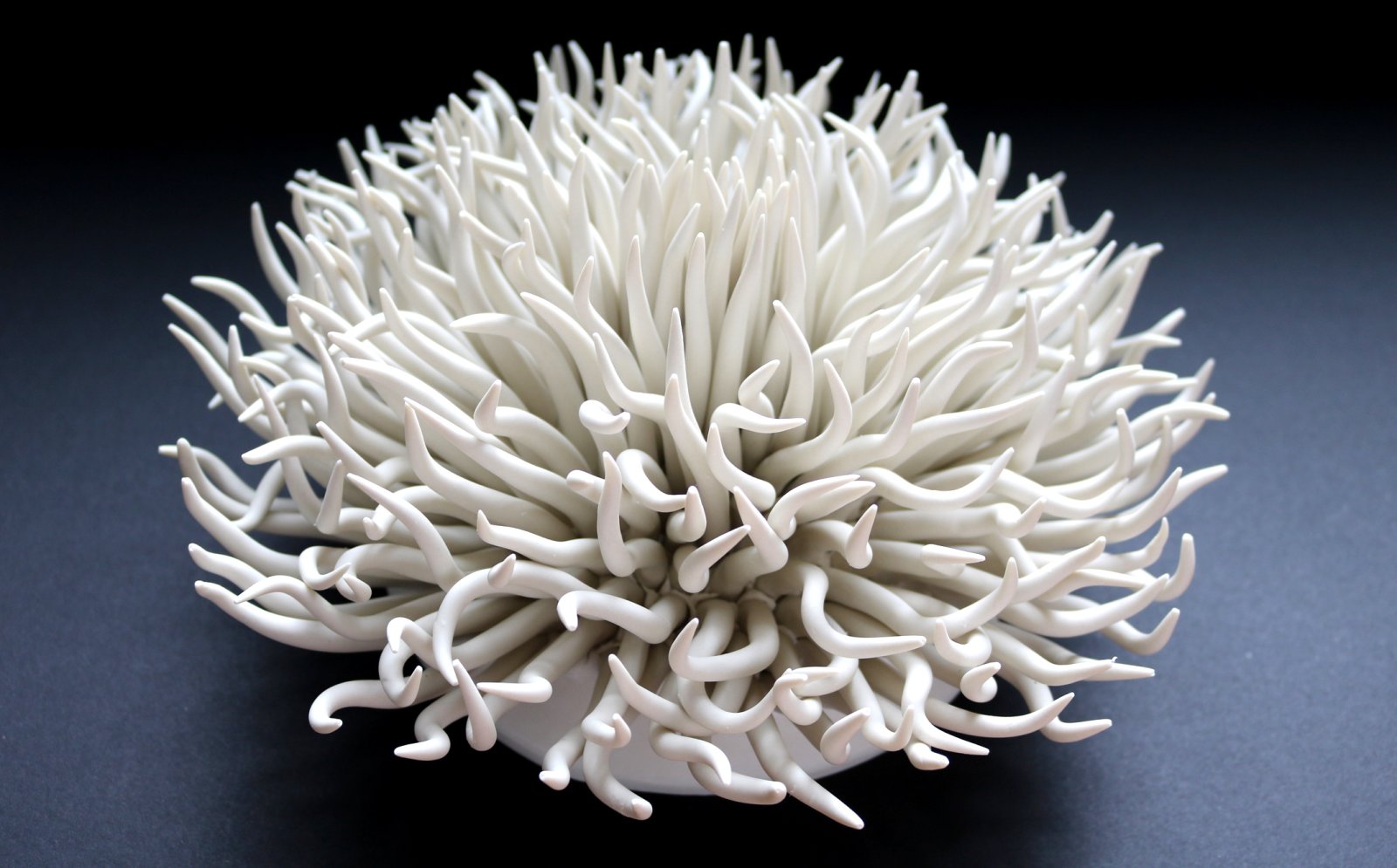 White Anemone #2